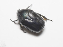 Protaetia opaca