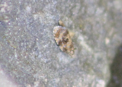 Olethreutes astrologana