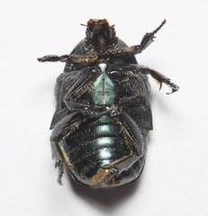 Protaetia opaca