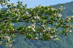 Alniphyllum pterospermum