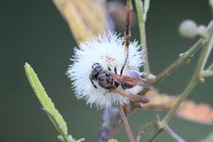 Pachodynerus guadulpensis