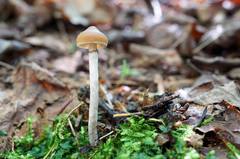 Psilocybe fuscofulva