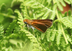 Euphyes bimacula