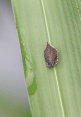 Lophops carinata