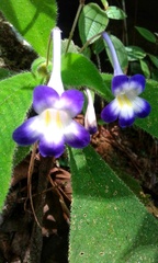 Codonoboea quinquevulnera