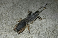 Gryllotalpidae