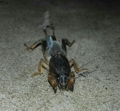 Gryllotalpidae