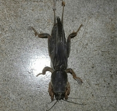 Gryllotalpidae