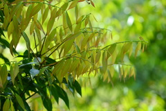Cinnamomum insularimontanum