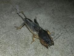 Gryllotalpidae