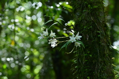 Dendrobium moniliforme