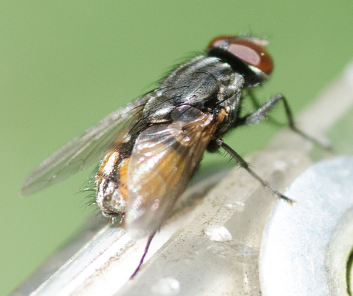 Face fly, photo 5 of 7