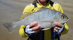 Javelin Grunter photo 4