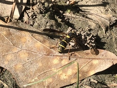 Sphiximorpha willistoni