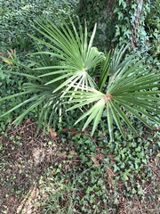 Trachycarpus fortunei