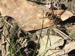 Sphiximorpha willistoni