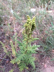 Phacelia denticulata