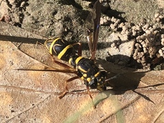 Sphiximorpha willistoni