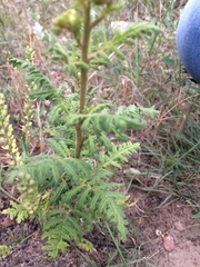 Phacelia denticulata