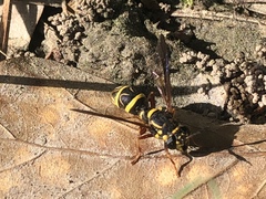 Sphiximorpha willistoni