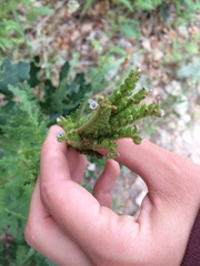 Phacelia denticulata