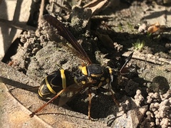 Sphiximorpha willistoni