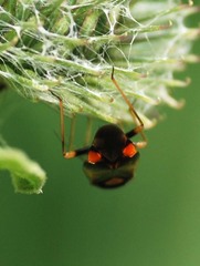 Deraeocoris ruber