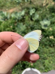 Ascia monuste eubotea