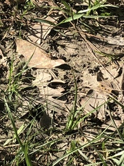 Sphiximorpha willistoni