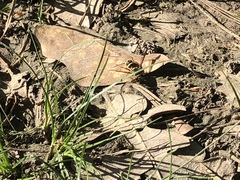 Sphiximorpha willistoni