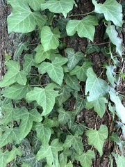 Hedera helix