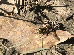 Sphiximorpha willistoni