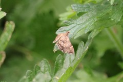 Hymenia perspectalis