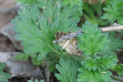 Hymenia perspectalis