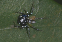 Phintella bifurcilinea