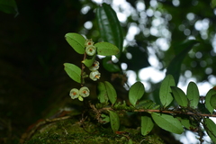 Vaccinium emarginatum