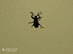 Galapaganus howdenae