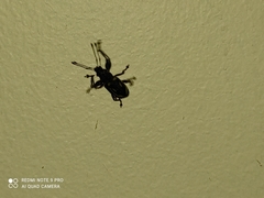 Galapaganus howdenae