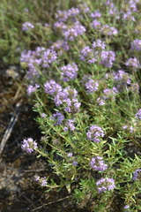 Thymus pallasianus
