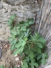 Ficus carica