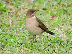 Turdus amaurochalinus