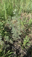 Artemisia austriaca