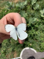 Ascia monuste eubotea