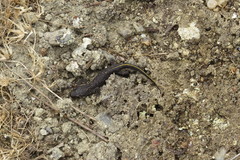 Triturus ivanbureschi