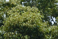 Quercus gilva