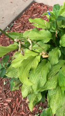 Hosta