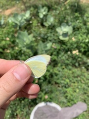 Ascia monuste eubotea