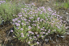 Thymus pallasianus