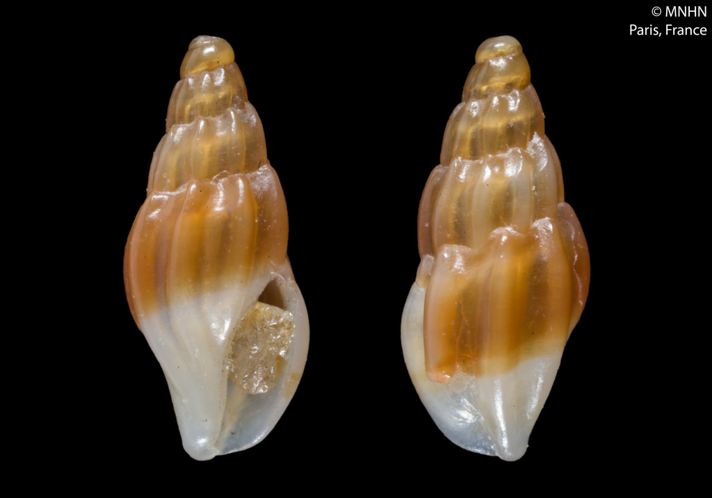 Mangelia costata