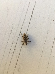 Coniocleonus excoriatus